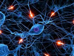 neurona2